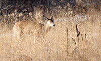Deer Season 2008